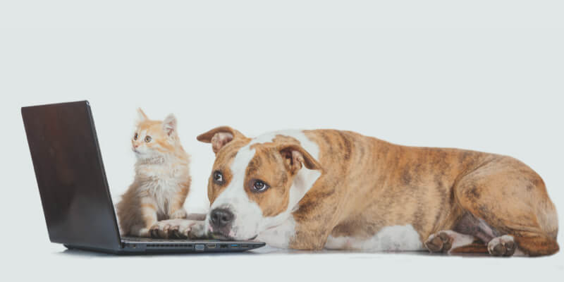Pets looking at laptop
